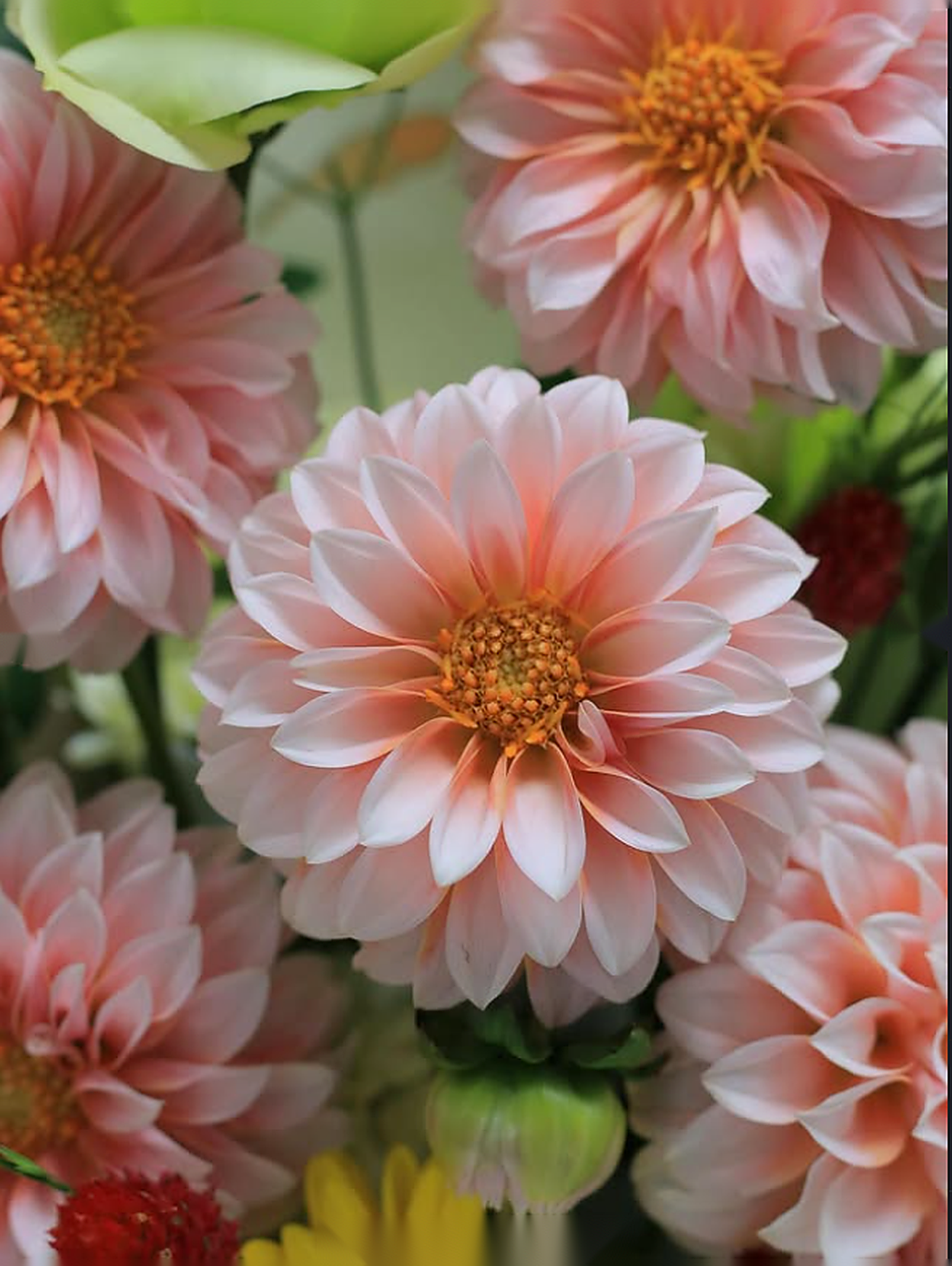 Ignite Your Bloom chi tiết 2-2 - hoa tot nghiep hong vang tuoi Flocaa